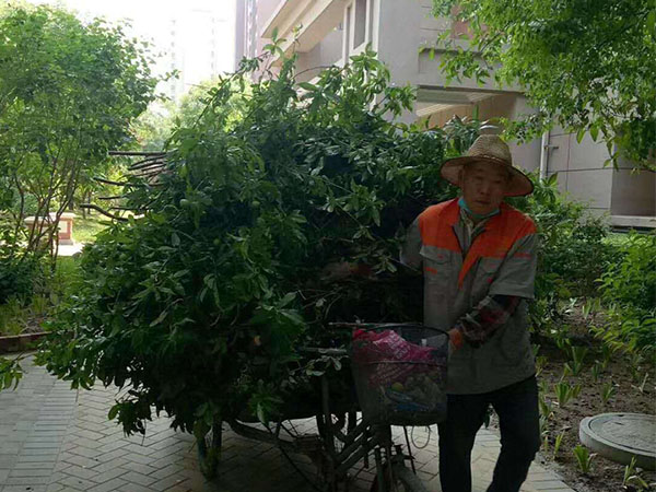 綠化養(yǎng)護(hù)